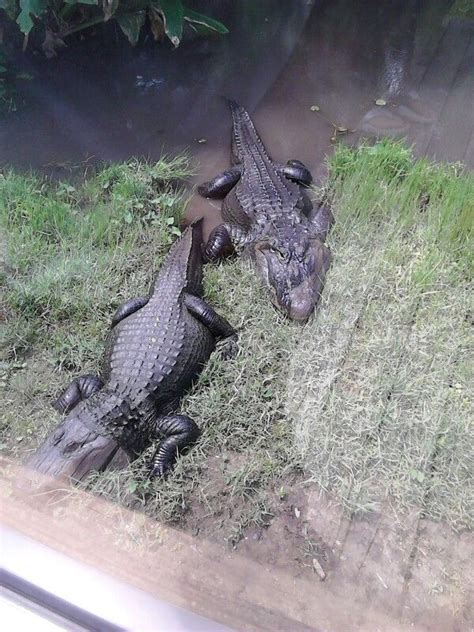 The future of this large animal depends entirely on the management decisions that are made today on its behalf. They are so huge Florida gator state | Florida gators ...