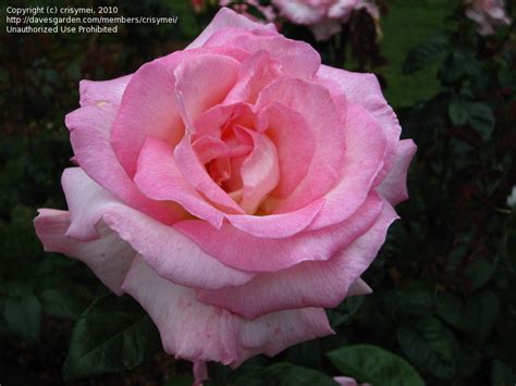 Roses, clematis and peonies and everything gardening related. PlantFiles Pictures: Hybrid Tea Rose 'Pink Promise' (Rosa ...