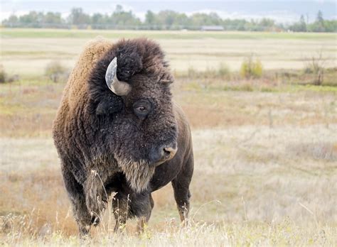 Bison Hunt In Beautiful Wyoming