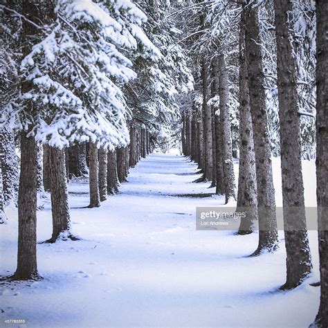 Winter Landscape Of Snow Covered Pine Trees High Res Stock