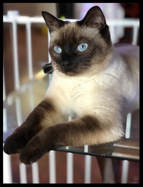 Siamese Genetics: Why That Cute Pointed Kitten May Not Be One After All