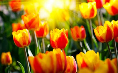 Paisaje con tulipanes HD | FotosWiki.net