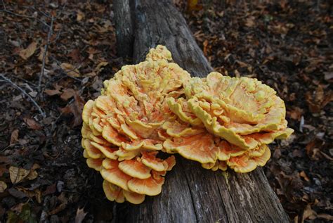 Some Interesting Fall Mushrooms — Tennessee State Parks