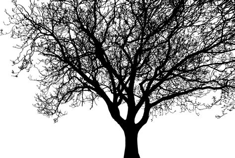 Download Hd Trees Plan View Png Black And White Tree In Plan Png Images