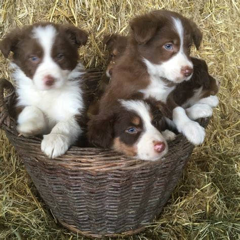 There temperament can be tenacious, energetic, responsive, alert, keen, intelligent. Linda Blog: Red Border Collie Puppy For Sale