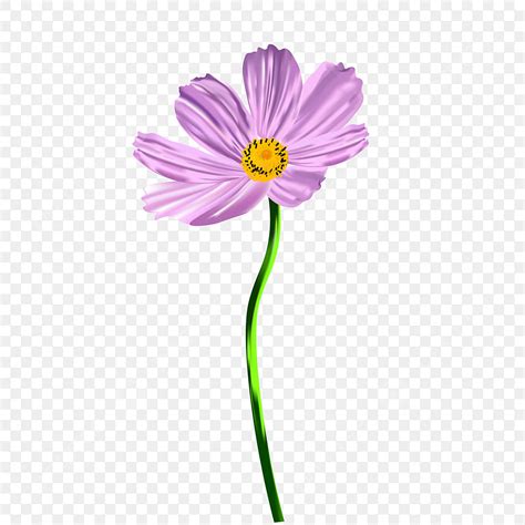 Cosmos Flowers Vector PNG, Vector, PSD, and Clipart With Transparent