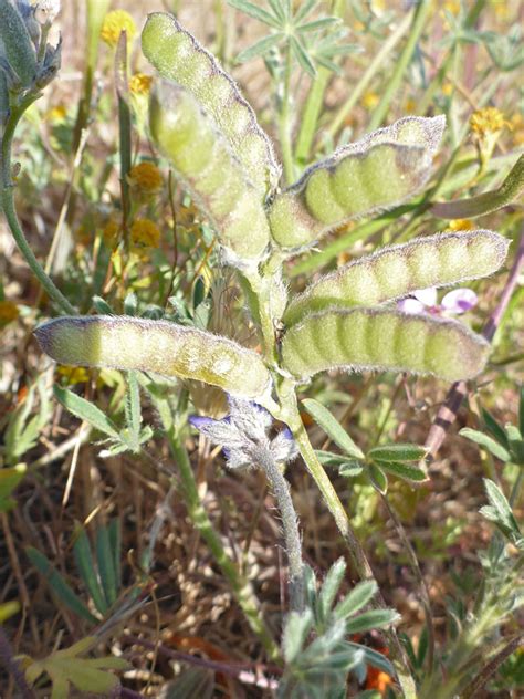 Seed Pods Pictures Of Lupinus Bicolor Fabaceae Wildflowers Of West Usa