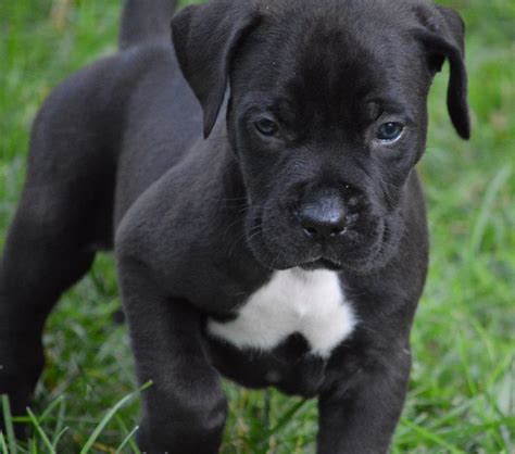 Finding a pitbull mastiff mix puppy. This is a puppy from our recent litter! He is American bulldog, Boxer, French Mastiff, and Blue ...