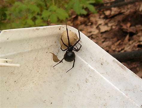 In females of the southern black widow, latrodectus mactans, this hourglass marking has both parts of. black widow spider & egg sack | Flickr - Photo Sharing!