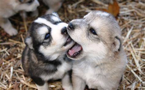 Adorable Wallpaper Husky Puppies Latest Download Wallpaper