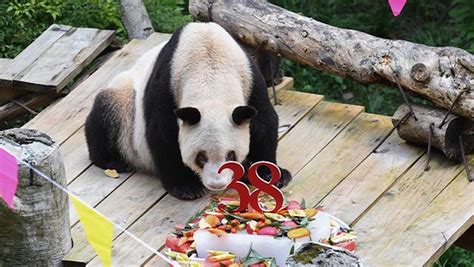 Muere Xinxing Osa Panda En Cautiverio Más Anciana Del Mundo N