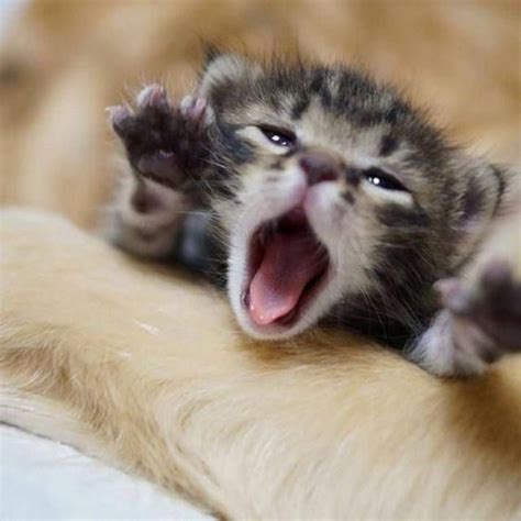 15 Extremely Cute Newborn Kittens We Just Had To Share Cutesypooh Catsandkittens Rahhhh😪😴