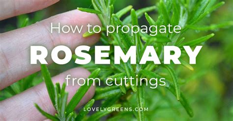 Easy Tips For How To Propagate Rosemary From Stem Cuttings