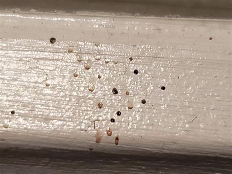 What Does Bed Bug Poop Look Like 7 Ways To Identify Bed Bug Feces
