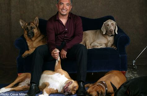 Dog Whisperer Cesar Millan In Singapore June 13 Entertainment News