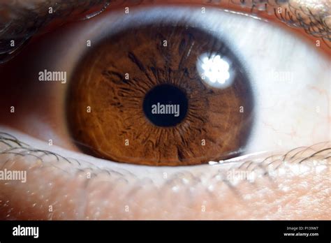 Macro Of Human Brown Eye Extreme Close Up Stock Photo Alamy