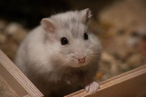 10 Items Your Hamster Needs For A Long And Happy Life Pethelpful