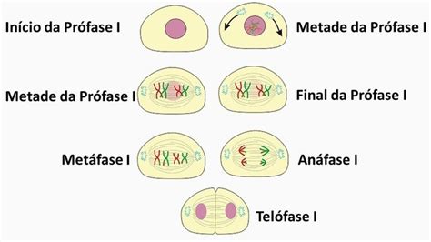 Divisão Celular Mitose E Meiose