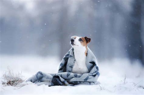 How Do I Protect My Dog From Cold Weather