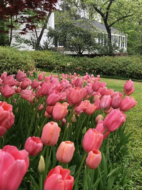 Fall Bulb Planting For Spring Blooms — Carmen Johnston Gardens