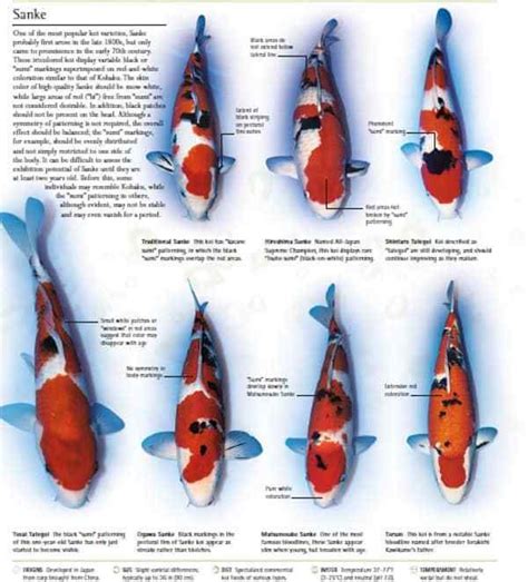 Types Of Koi Astonishing Different Varieties Complete Guide 2023 Koi