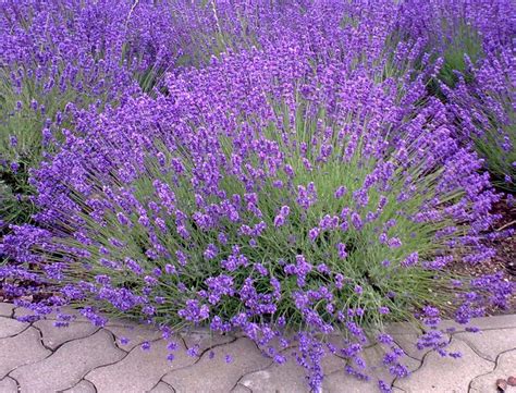Lavender Planting Care And Trimming Into Mounds