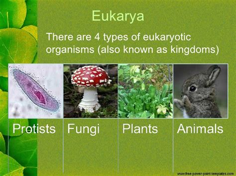 Eukaryota — Wikisabio