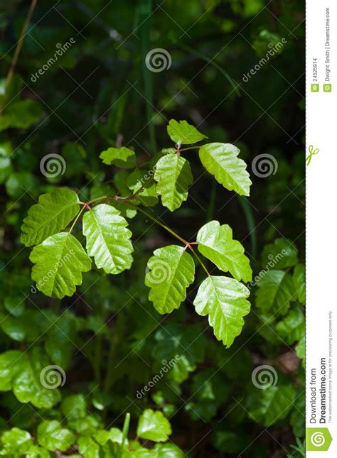 Poison Oak Stock Photo Image Of Macro Diversiloba Dermatoxic 24525914
