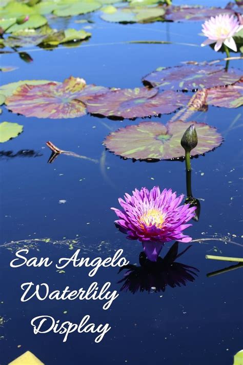 We did not find results for: International Waterlily Collection - Things to do in San ...