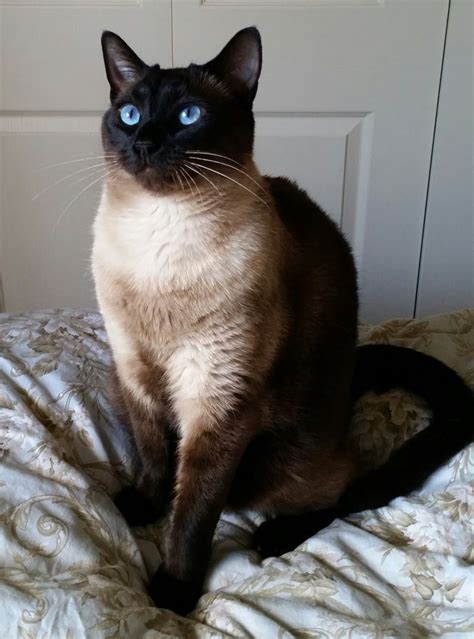 Pin By Jennifer Mcmaster On Siamese Siamese Seal Point Siamese