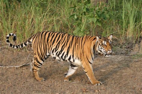 Tigers Of Kanha National Park