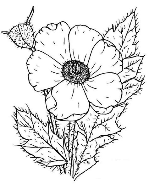 These flowers coloring pages printables will give your child a feeling of spring all year round. Photo Of Poppy Coloring Page : Color Luna