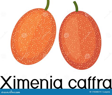 Fresh Large Sourplum Ximenia Caffra Fruit Stock Vector Illustration