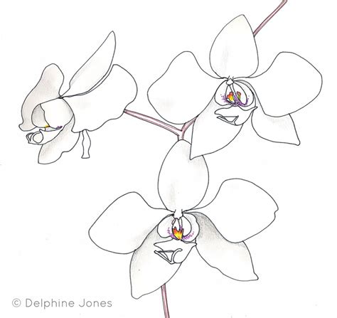 Orchid Drawing At Getdrawings Free Download