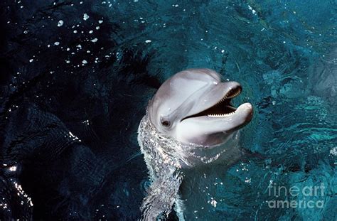 Dolphin In Aquarium Photograph By Chris Sattlbergerscience Photo