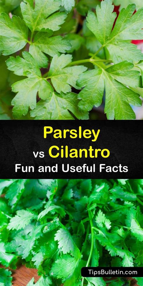 Differences Between Parsley And Cilantro