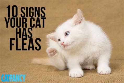10 Telltale Signs Your Cat Has Fleas Cat Has Fleas Cat Supplements
