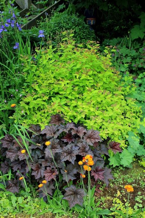 Wer weiß, im walde ein roſenſtrauch, wer ſagt Gartenpflege im Juni | Garten Wissen