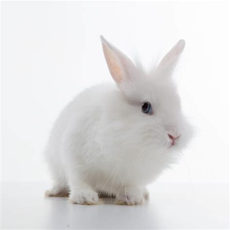11 White Rabbit Breeds - Four Paw City