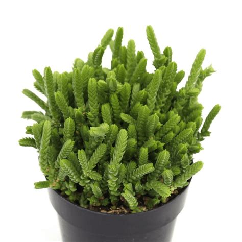 Cacti and succulents thrive in containers and because most are slow growing, they do not need to be repotted very often. 44 Types of Succulents | Small succulent plants, Planting ...