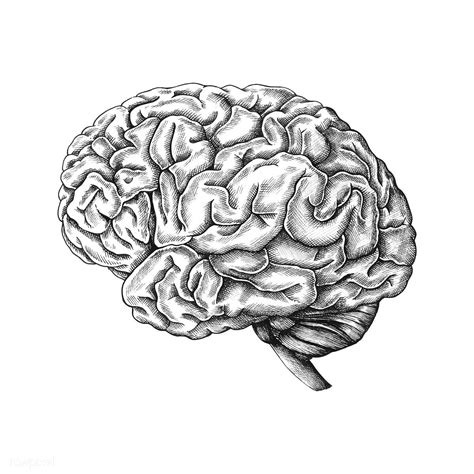 Hand Drawn Human Brain Premium Image By Brain Drawing