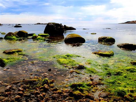 Green Seaweed Rocks On A Crystal Clear Blue Ocean Stock Image Image