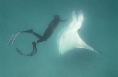 Massive Manta Ray Filmed Seeking Help From Snorkelers In Australia