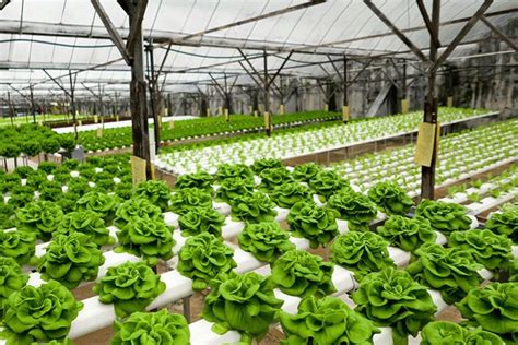 Creating A Better World With Hydroponics Farming System By Femi Royal