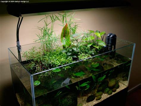 24 x 24 x 13.8 inches (24 diameter, 12 height). New Riparium Setup in 50-gallon Tank in 2020 | Fish tank ...