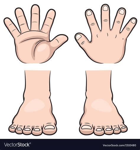 Hands And Feet Royalty Free Vector Image Vectorstock