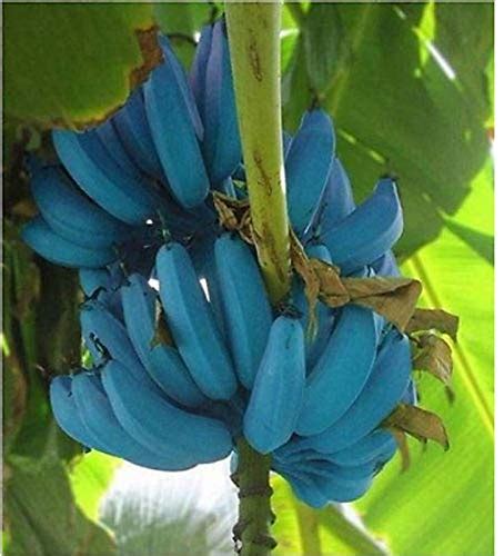Buy Banana Pcs Blue Banana Tree Delicious Rare Fruit Musa Blue Java Online At DesertcartUAE