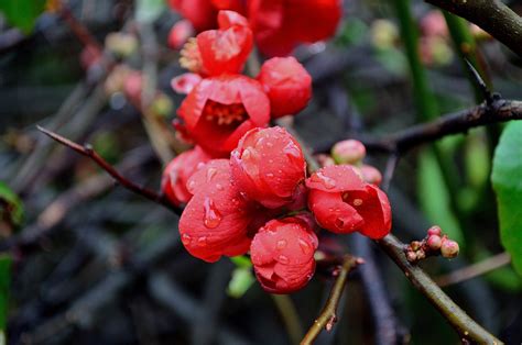 Red Flower Buds Free Stock Photo Public Domain Pictures