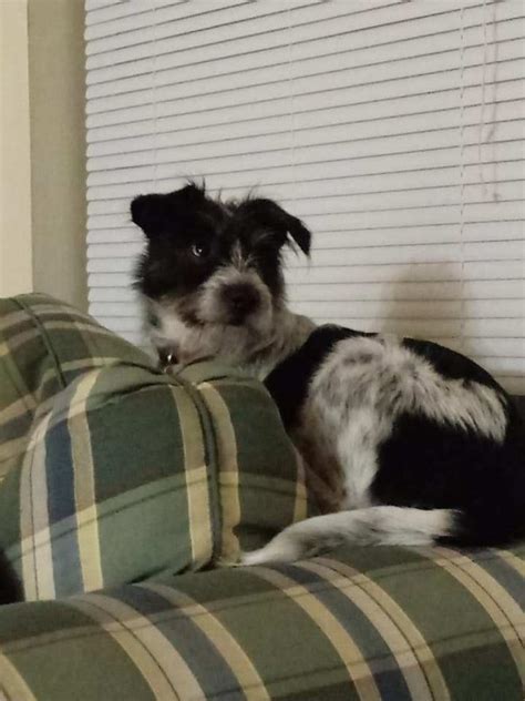 Schnauzerblue Heeler Mix For Sale In Knoxville Tennessee