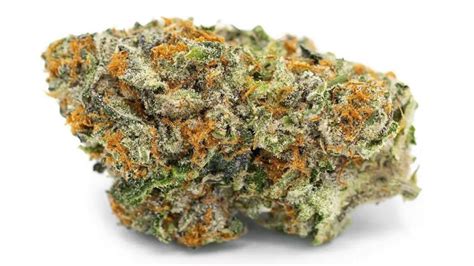 Stardawg Strain Weed Information And Review